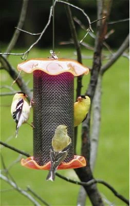 Birds Choice Thistle Feeders Forever Thistle Feeder-1 Qt