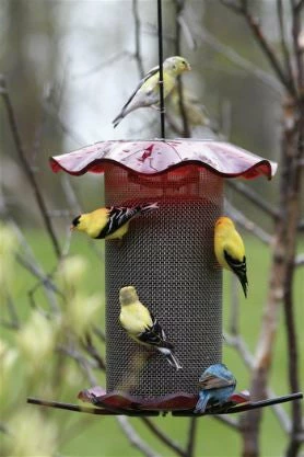 Birds Choice Thistle Feeders Forever Thistle Feeder-1 Qt