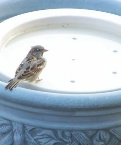 BirdBath Raft Bird Bath Raft Deck & Ground Bird Baths