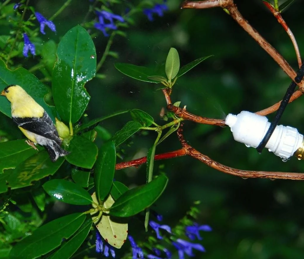 Songbird Essentials Hummingbird Feeders Easy Mister For Bird And Butterflies