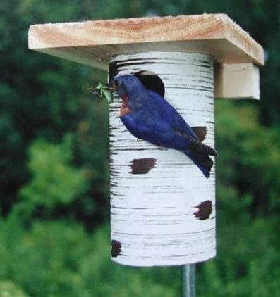 The Birdhouse Chick Bluebird Houses Gilbertson Nest Box - NABS Approved