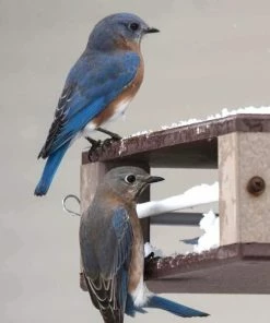 The Birdhouse Chick Recycled Birdhouses Gilbertson Hanging Bluebird Feeder