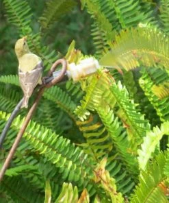 Birds Choice Leaf Mister For Butterflies, Hummingbirds & More