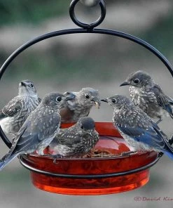 Couronne Unique Bird Feeders Glass Globe Dish Feeder/Mini-Bath- Red Or Lime