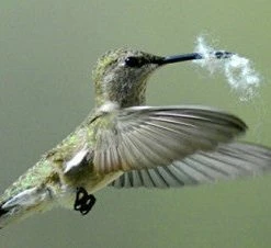 Songbird Essentials Hummingbird Feeders Hummer Helper Kit