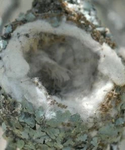 Songbird Essentials Hummer Helper Nest Material Refill Hummingbird Feeders